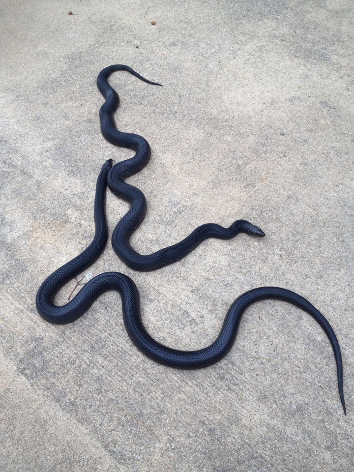 Black snakes