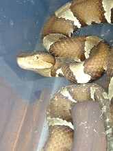 Trrans pecos copperhead