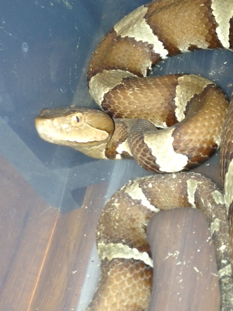 Trrans pecos copperhead