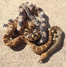 Getting some sun