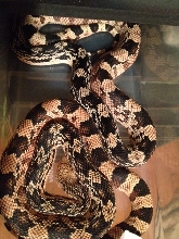 northern pine snakes