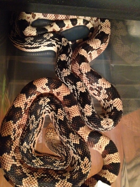 northern pine snakes