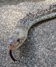 Whiteside male multi het