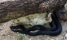 Male BP 91413