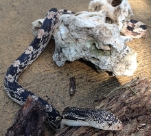 Female NP 91413