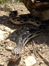 Male NP 91413