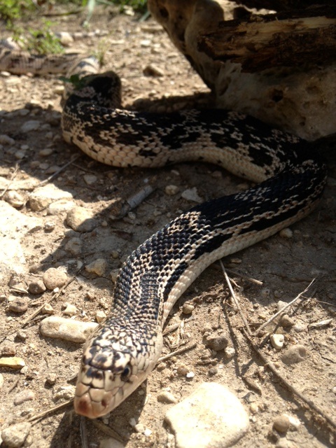 Male NP 91413