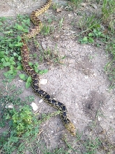 Bull snake