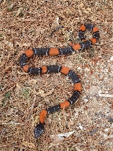 Grey band caught in Sanderson Texas by persons unknown