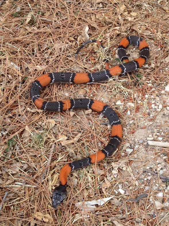 Grey band caught in Sanderson Texas by persons unknown