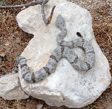 Mottled rock