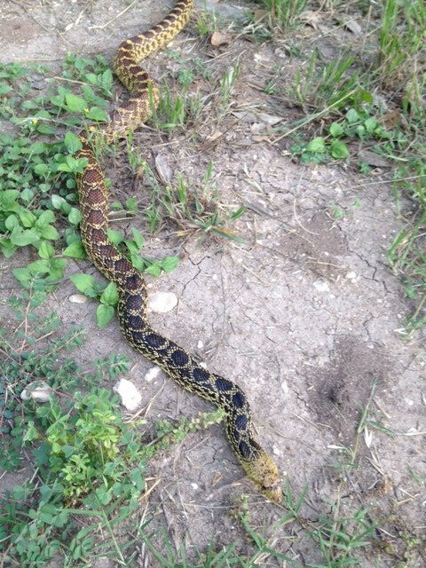 Bull snake 6/2