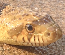 Thanksgiving head
