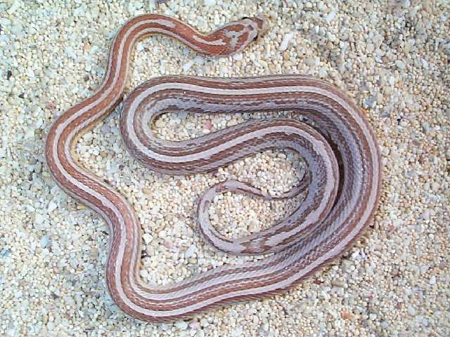 Striped Ghostcorn