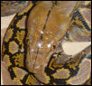 scar on larger snake's head