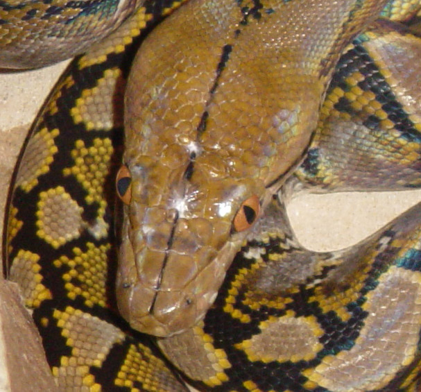scar on larger snake's head