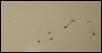 i think they might be mites, they are parasites for sure