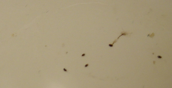 i think they might be mites, they are parasites for sure