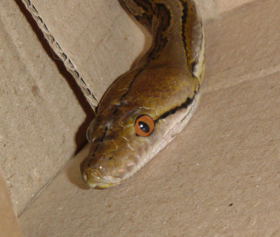 second view of scar on head