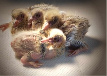 Baby Pigeons