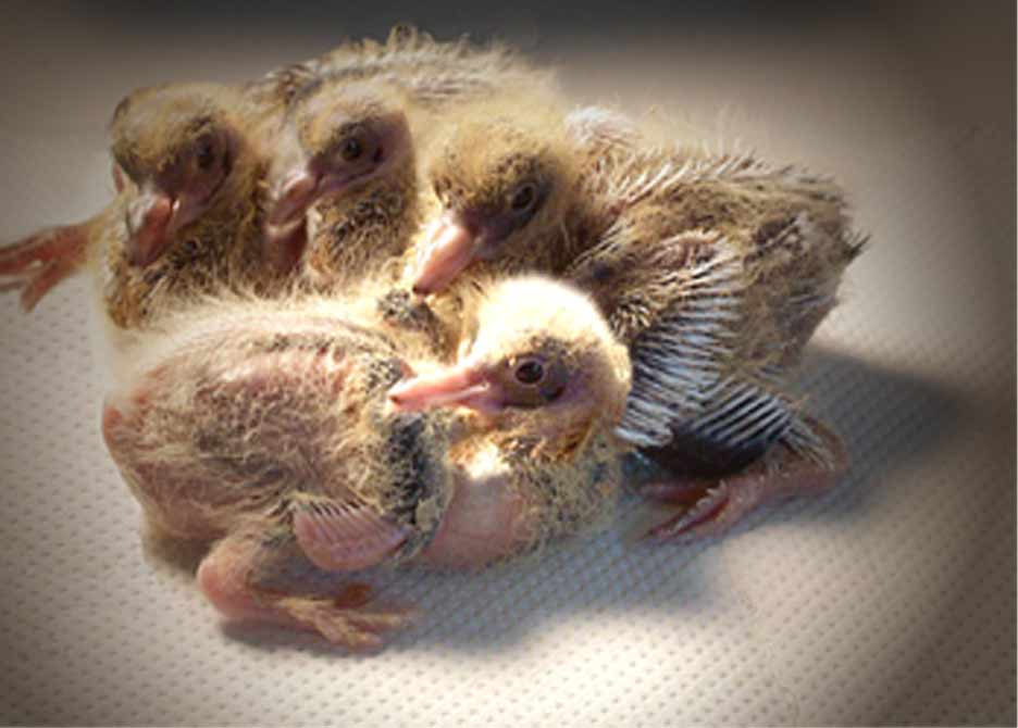 Baby Pigeons