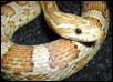Amber Corn