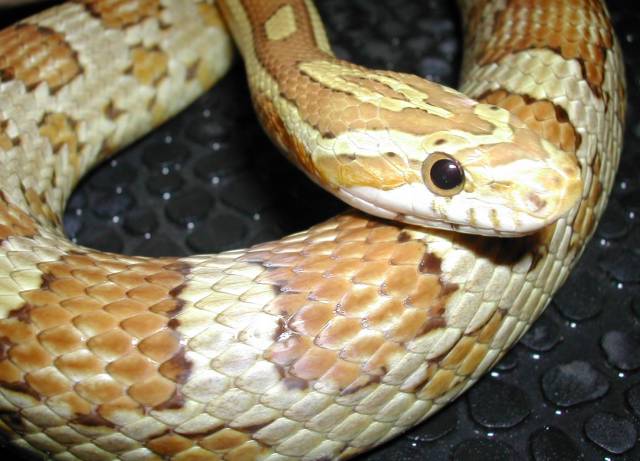 Amber Corn