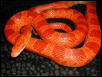 Sunglow Amel