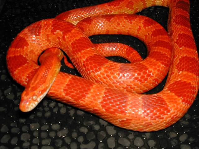 Sunglow Amel