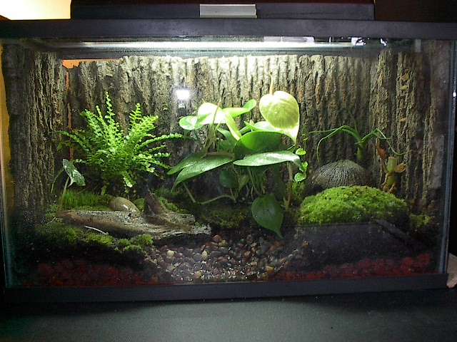 10 Gallon