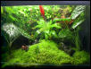 28 Gallon Lizard Lounge