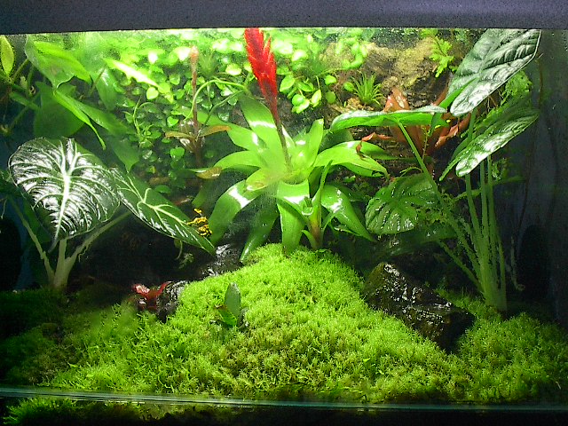 28 Gallon Lizard Lounge
