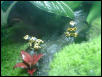 Male Leuc