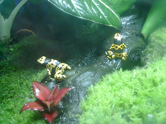 Male Leuc