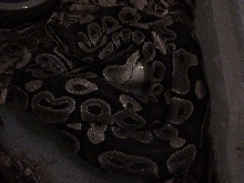 egg