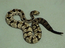 canebrake rattlesnake