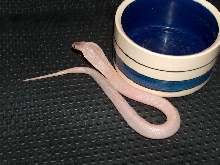 Leucistic Monocled