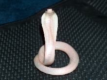 Lucy Monocled