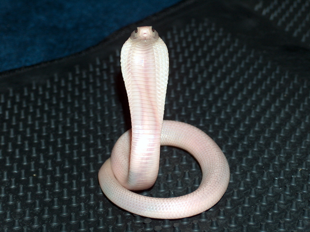 Lucy Monocled