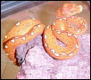 Juvinile Green Tree Python