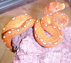 Juvinile Green Tree Python