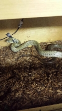 Drymarchon corasis unicolor