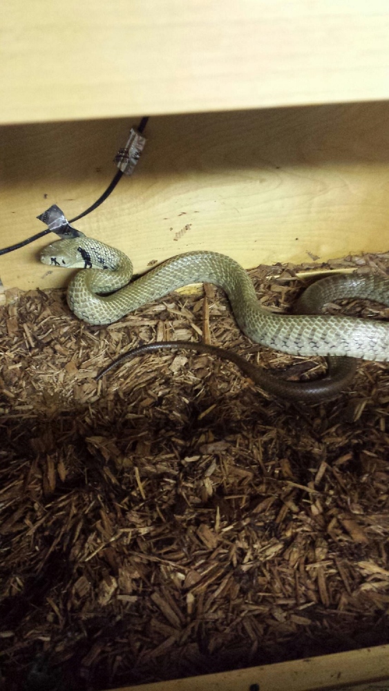 Drymarchon corasis unicolor