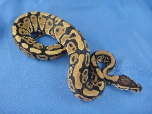 Male Spector