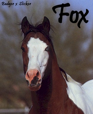 Fox