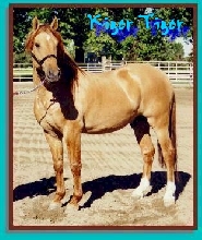 Kiger Tiger