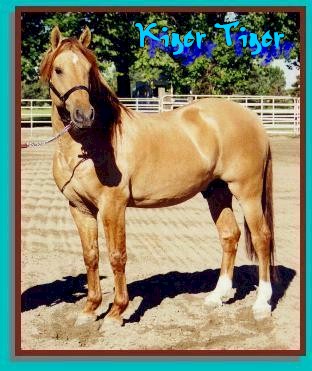 Kiger Tiger
