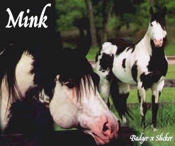 Mink