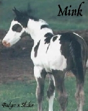Mink as a foal