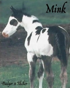 Mink as a foal